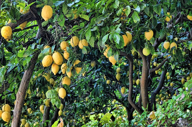 citronový háj